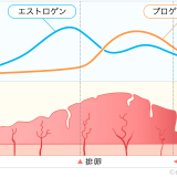 子宮内膜 厚さ