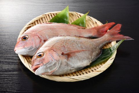 鯛の丸身