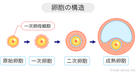 卵胞の構造