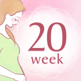 妊娠20週 アイコン