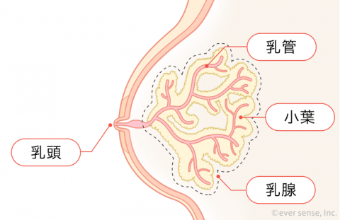 胸 乳腺 小葉 乳管