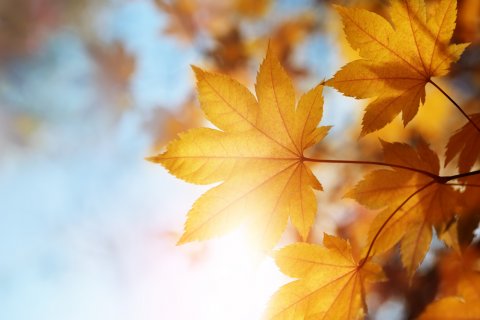 秋 空 紅葉 楓 晴れ