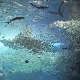 要出典 新江ノ島水族館