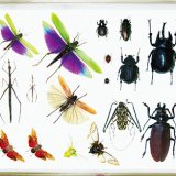 要出典 特別展 昆虫