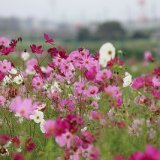 要出典 与田浦コスモスまつり