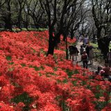 要出典 幸手市権現堂公園
