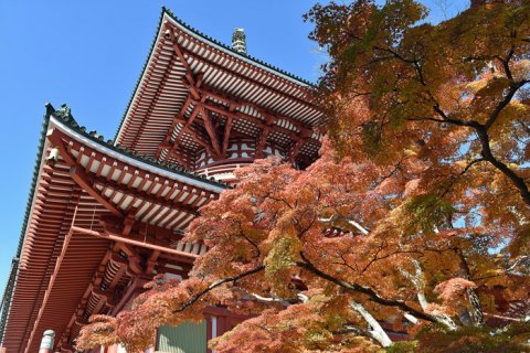 要出典 成田山紅葉まつり