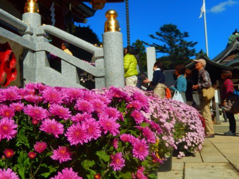 要出典 大山菊まつり
