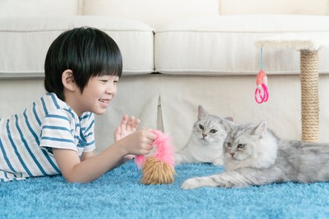日本人 カーペット ラグ 子供 猫