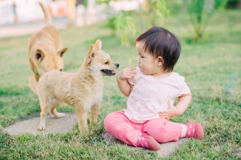 犬 赤ちゃん 日本人