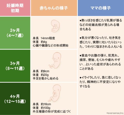 パパペディア 妊娠初期 赤ちゃんとママの変化