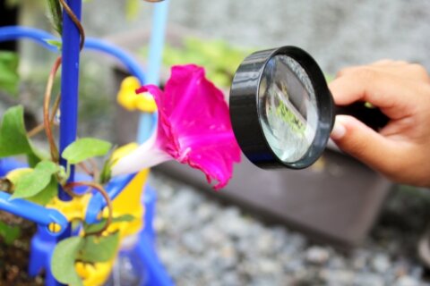 小学生 生活科 アサガオ 観察